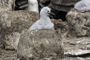 Images Dated 9th January 2008: Black-browed Albatross / Black-browed Mollymawk
