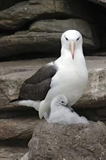 Images Dated 9th January 2008: Black-browed Albatross / Black-browed Mollymawk