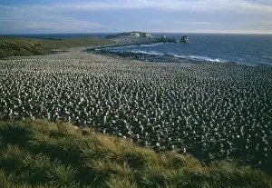 Falklands Prints: Black-browed albatross - breeding colony