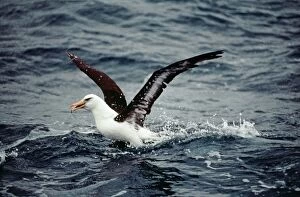 Black Browed Albatross - catching fish from sea