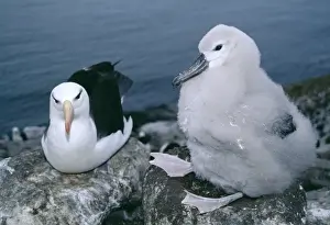 Black Browed Prints: Black-browed albatross with chick