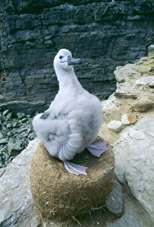 Black-browed albatross with chick