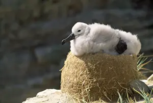 Albatrosses Prints: Black Browed Albatross - chick on nest Falkland Islands
