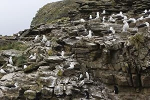 Images Dated 1st January 2007: Black-browed Albatross - Colony on rocky cliff New Island, Falkland Islands