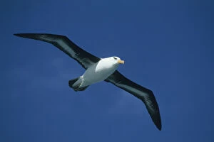 Browed Gallery: Black-Browed Albatross, (Diomedea melanophris)
