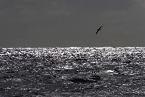 Browed Gallery: Black Browed Albatross - in flight