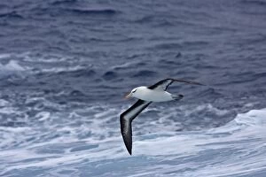 Black-browed Albatross - In flight, low over the sea showing under wing and black eyebrows