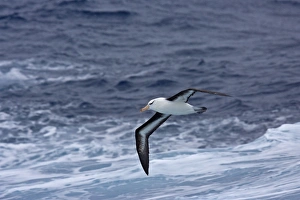 Black-Browed Albatross - In flight over sea