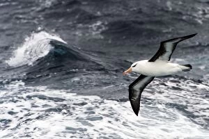 Browed Gallery: Black-browed Albatross in flight