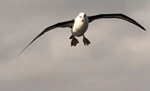 Browed Gallery: Black-browed Albatross in flight