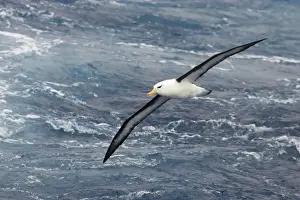 Black Browed Prints: Black Browed Albatross - In flight over sea Antarctic Ocean BI007084