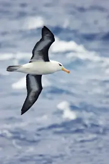 Black Browed Prints: Black Browed Albatross - In Flight Over Sea Drake Passage, Antarctica. BI007053