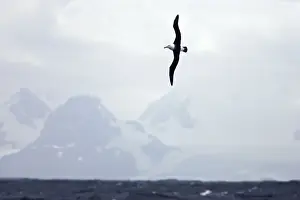 Black Browed Albatross - In flight with South Georgia in the background, South Georgia. BI007447