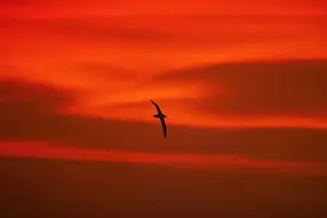 Black Browed Prints: Black Browed Albatross - In flight at Sunset Off Steeple Jackson Island