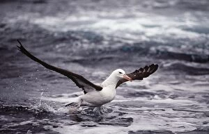 Taking Off Collection: Black-browed Albatross - in flight taking off from water AU-1423