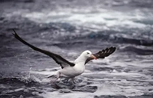Taking Off Prints: Black-browed Albatross - in flight taking off from water AU-1423