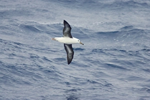 Black-Browed Albatross - In flight over sea