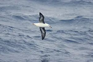 Black Browed Prints: Black Browed Albatross - Immature in flight over sea Drake Passage, Antarctica. BI007043