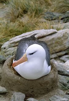 Images Dated 15th September 2009: Black-browed Albatross - incubating on nest. New Island Falkland Islands