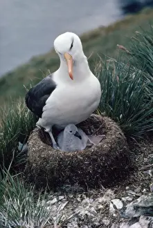 Black Browed Prints: Black-browed Albatross - on nest with chick Elsehul, South Georgia, Antarctica