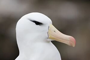 Images Dated 1st January 2007: Black-browed Albatross - New Island, Falkland Islands