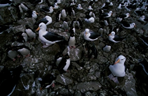 Black-Browed Albatross - In flight over sea