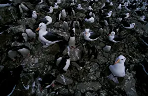 Falklands Prints: Black-browed albatross and Rockhopper penguins (Eudyptes chrysocome)