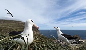 Black-browed Albatross sitting on nest at colony