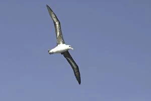 Black-browed Albatross - Sub-adult