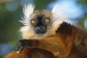 Beards Prints: Black / Brown Lemur - Female