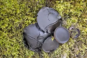 Decay Prints: Black Bulgar Fungus - Cornwall - UK