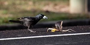 Butcherbird Gallery: Black Butcherbird_About to grab a large stick insect