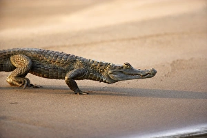 Caimans Collection: Black Caiman Famille Alligatoridae Tambopata Nature Reserve Peru
