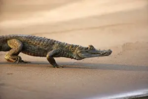 Peru Prints: Black Caiman Famille Alligatoridae Tambopata Nature Reserve Peru