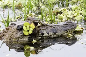 Black Caiman Family: Alligatoridae Sandoval Lake Peru