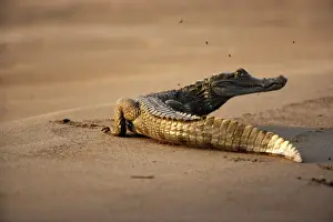 Caimans Prints: Black caiman Family: Alligatoridae Tambopata Nature Reserve Peru
