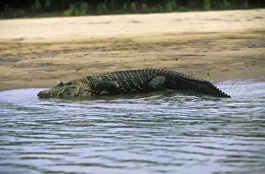Caimans Prints: Black Caiman Manu National Park, Peru, South America