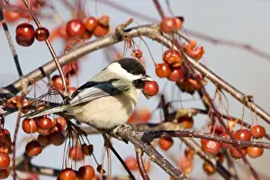 Black-capped Chickadee