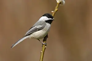 Black-capped Chickadee