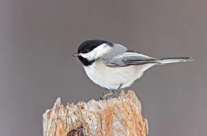 Images Dated 10th February 2008: Black-capped Chickadee