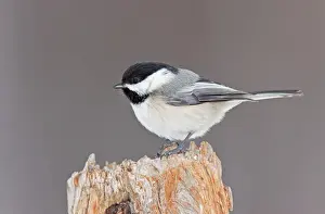 Black Capped Prints: Black-capped Chickadee - Maine - USA - February