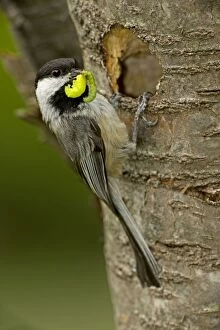 Atricapilla Gallery: Black-capped Chickadee - at nesting hole with food