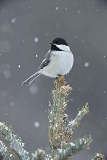 Black-capped Chickadee - perched on tree top in snow
