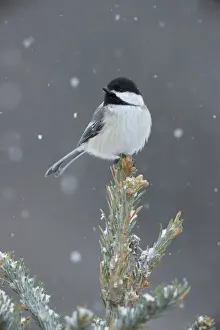 Black Capped Prints: Black-capped Chickadee - perched on tree top in snow - New York - USA