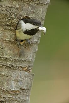 Atricapilla Gallery: Black-capped Chickadee - removing fecal sac from nest