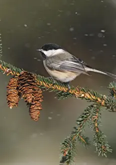 Black-capped Chickadee in snow storm. Westport, CT, USA