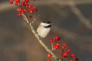 Images Dated 11th January 2010: Black-capped Chickadee in winter. January in Connecticut, USA