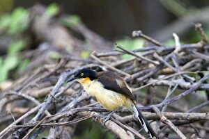 Images Dated 12th October 2011: Black-capped Donacobius