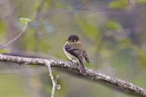 Images Dated 28th January 2012: Black-capped Flycatcher