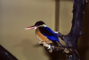Black Capped Prints: Black-capped Kingfisher